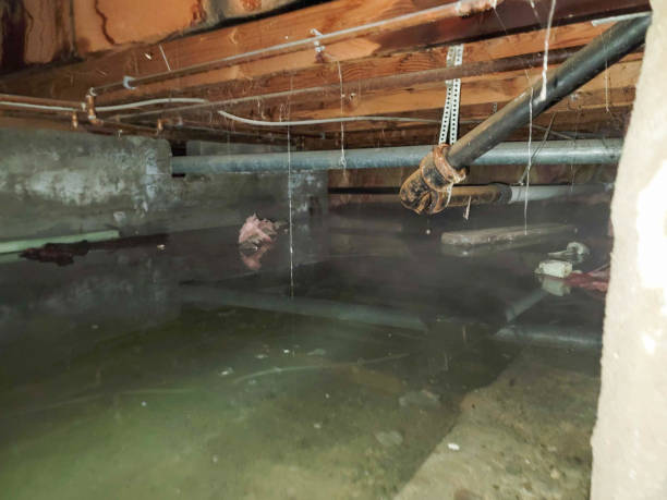 Best Professional water damage repair  in Wolverine Lake, MI